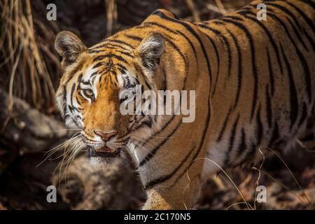 Baras, tigre du Bengale royal, Panthera tigris, réserve de tigre de Pench, Maharashtra, Inde Banque D'Images