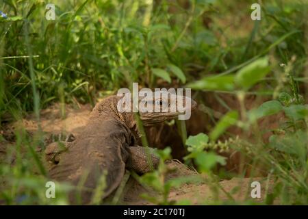 Moniteur Bengale, Varanus bengalensis, Jhalana, Rajasthan, Inde Banque D'Images