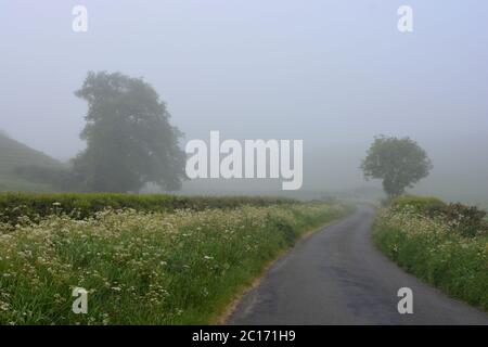 La route de campagne à la fin du printemps, entre Oborne et Poyntington, Sherborne, Dorset, Angleterre Banque D'Images