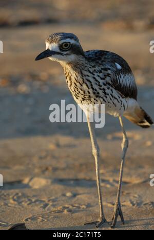 Bush Stone-Curlew, Burhinus grallaus, sur la plage de West point, Magnetic Island, Queensland, Australie Banque D'Images