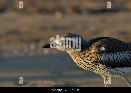 Bush Stone-Curlew, Burhinus grallaus, sur la plage de West point, Magnetic Island, Queensland, Australie Banque D'Images