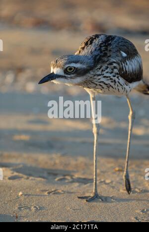 Bush Stone-Curlew, Burhinus grallaus, sur la plage de West point, Magnetic Island, Queensland, Australie Banque D'Images