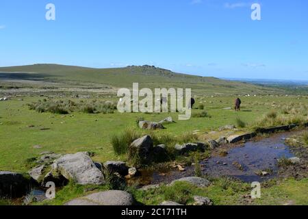 Pont de Clapper sur le Lat de Longash avec des poneys de Dartmoor en pâturage et un tertre en arrière-plan. Un magnifique paysage d'été dans le parc national de Dartmoor, Dev Banque D'Images