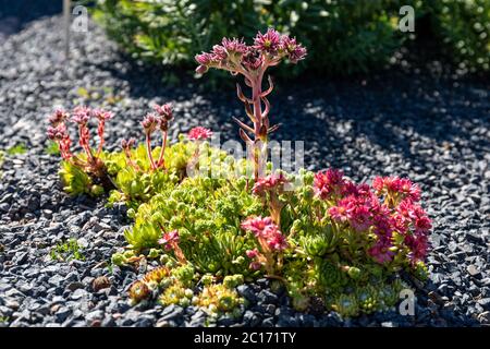 Fleurs roses de la maison-leek (Sempervivum arachnoideum) rétro-éclairé par le soleil couchant Banque D'Images