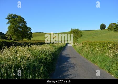 La route de campagne à la fin du printemps, entre Oborne et Poyntington, Sherborne, Dorset, Angleterre Banque D'Images