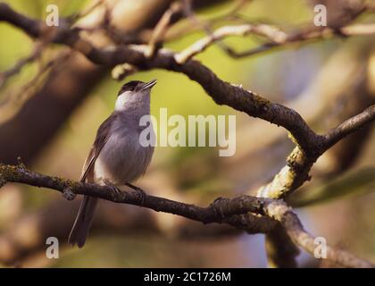 petit oiseau de petit-lait du nord sur un portrait d'écorce d'arbre gros plan Banque D'Images