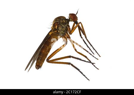Mosquito isolated on a white background Banque D'Images