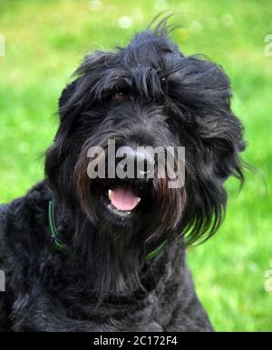 Chien Terrier russe noir en gros plan dans le jardin Banque D'Images