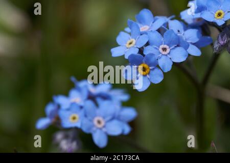 Myosotis Alpes Suisse famille Boraginaceae Forget me nots or scorpion graminées Banque D'Images