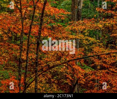 Couleur de l'automne, parc national des Great Smoky Mountains, Caroline du Nord Banque D'Images