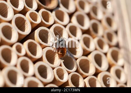 Osmia cornuta abeille européenne de verger Osmia orange Banque D'Images