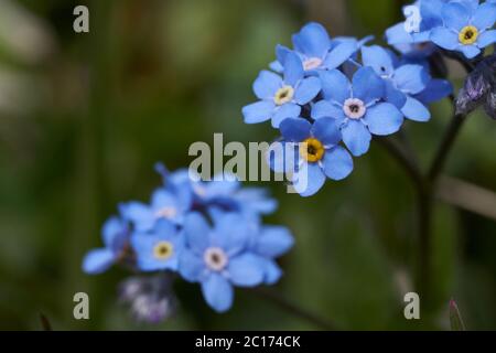 Myosotis Alpes Suisse famille Boraginaceae Forget me nots or scorpion graminées Banque D'Images