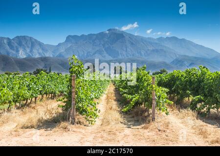 Vignes sur une chaude journée d'été à Western Cape, Afrique du Sud Banque D'Images