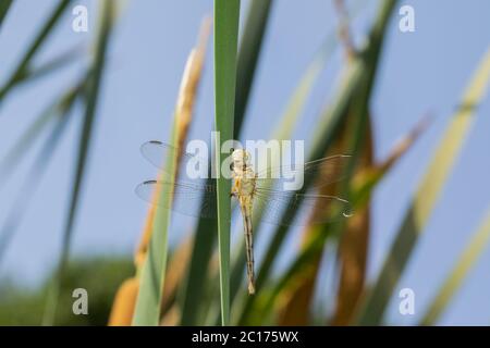 Dragonfly sur l'herbe, Pune, Maharashtra, Inde Banque D'Images