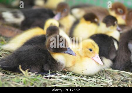 Le petit canard musqué de gros plan Banque D'Images