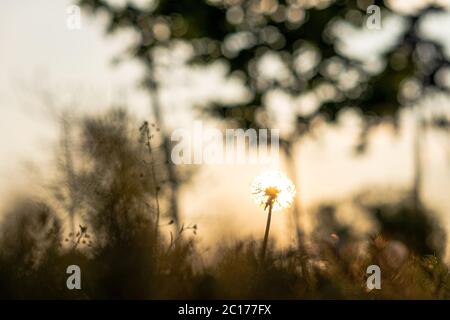 Fleuriste, fête des femmes, fête des mères, Saint-Valentin, concept de vacances - pré avec pissenlit et fleurs sauvages silhouettés sur fond de rayons du soleil Banque D'Images