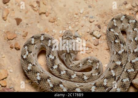 Sochurek a vu un Viper à l'échelle, Desert National Park, Rajasthan, Inde Banque D'Images