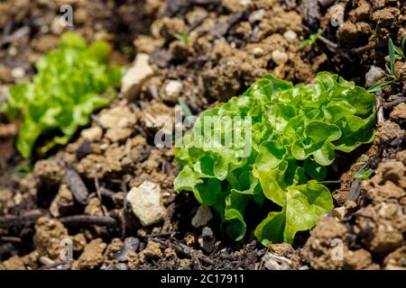 Gros plan de plantes à salade plantées dans un jardin de la ville Banque D'Images