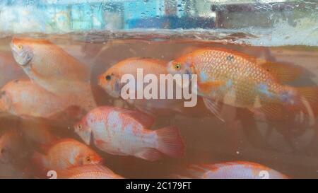 Stand vendant tilapia rouge vivant natation à l'intérieur d'un réservoir en verre plein d'eau. Nom scientifique: Oreochromis sp Banque D'Images