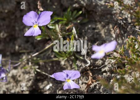 Alla calcarata Suisse Suisse montagnes communément connu comme violet éguigré ou violet de montagne herbacé plante vivace à fleurs Banque D'Images