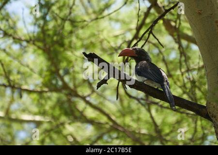 Hornbill couronné Lophoceros alboterminatus Portrait d'un charme africain. Banque D'Images