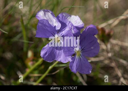 Alla calcarata Suisse Suisse montagnes communément connu comme violet éguigré ou violet de montagne herbacé plante vivace à fleurs Banque D'Images