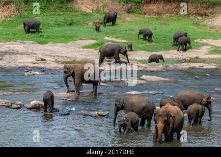 Les éléphants de l'orphelinat des éléphants de Pinnawala se baignent dans la rivière Maha Oya. Deux fois par jour, les éléphants se baignent dans la rivière. Banque D'Images