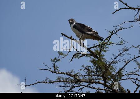 Elanus caeruleus, cerf-volant à ailes noires, est également connu sous le nom de cerf-volant à épaulettes noires Banque D'Images