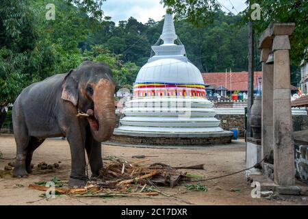 Un éléphant cérémonial debout devant un stupa bouddhiste dans le Temple du complexe de la relique de la dent sacrée à Kandy au Sri Lanka. Banque D'Images