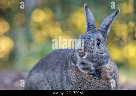 Petit lapin intérieur gris et blanc dans le jardin comme le soleil se met et brille à travers les arbres Banque D'Images
