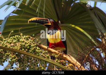 Hibou marron aracari assis dans un palmier, Pantanal, Brésil Banque D'Images