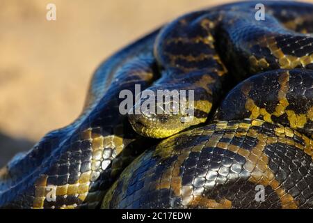 Close up of young anaconda jaune portant sur le terrain, Pantanal, Brésil Banque D'Images