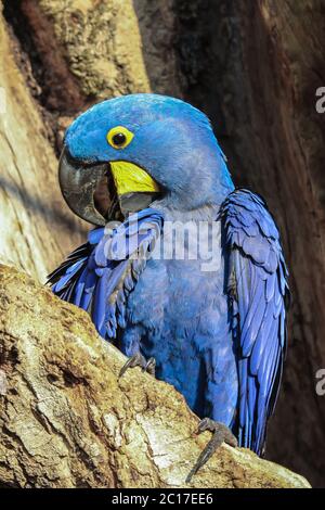 Gros plan d'une impressionnante macaw de jacinthe, Pantanal, Brésil Banque D'Images