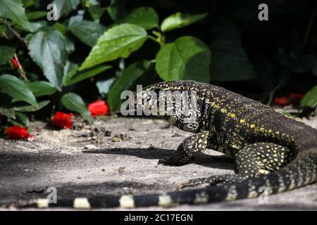 Close up d'un tégu noir et blanc, la Forêt Tropicale Atlantique, Brésil Banque D'Images