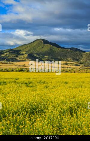 champ de canola sous la montagne doherty dans la vallée de la rivière boulder près de cardwell, montana Banque D'Images