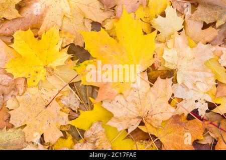 L'automne laisse le fond. Gros plan des feuilles d'érable sycamore (Acer pseudoplatanus) avec des couleurs automnale Banque D'Images