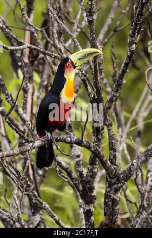 Gros plan d'un toucan à la poitrine rouge, assis sur une branche de la forêt atlantique, Itatiaia, Brésil Banque D'Images