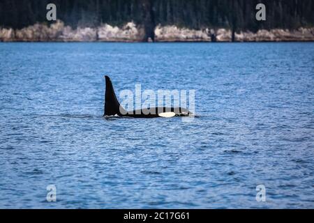 Orca natation sur la surface de l'eau, Kenai Fjords National Park, Alaska Banque D'Images