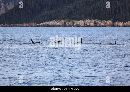 Groupe d'Orques ou épaulards nageant à la surface de l'eau, Kenai Fjords National Park, Alaska Banque D'Images