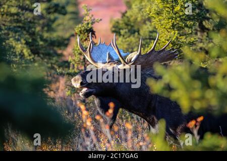 Profil d'un orignal masculin impressionnant à bouche ouverte en fin d'après-midi, par Denali National Banque D'Images