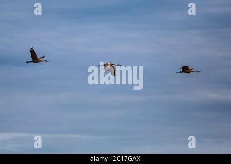 Trois grues en vol, Creamer's Field les oiseaux aquatiques migrateurs Refuge, Fairbanks, Alaska Banque D'Images