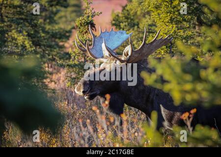 Profil d'un orignal mâle impressionnant en fin d'après-midi, lumière, Denali National Park, Alaska Banque D'Images