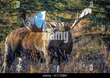 Gros plan sur un orignal masculin avec d'énormes bois en fin d'après-midi, dans le parc national Denali, Ala Banque D'Images