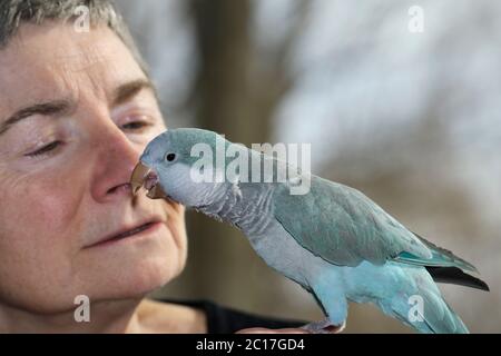 Bleu mâle Quaker Parrot parlant près du visage d'une femme à la retraite propriétaire Banque D'Images