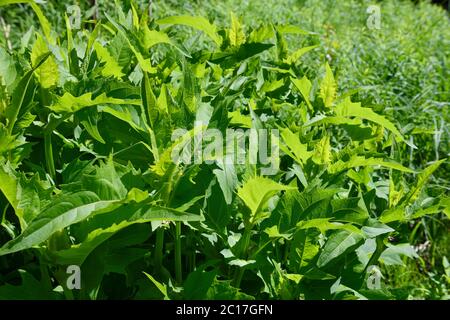 Groupe de plantes en coupe Silphium perfoliatum au printemps, à côté du milieu humide du ruisseau Lovers, à Barrie, en Ontario Banque D'Images