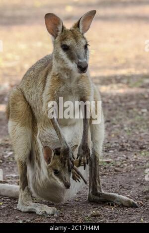 Mère wallaby agile avec bébé dans sa poche, territoire du Nord, Australie Banque D'Images