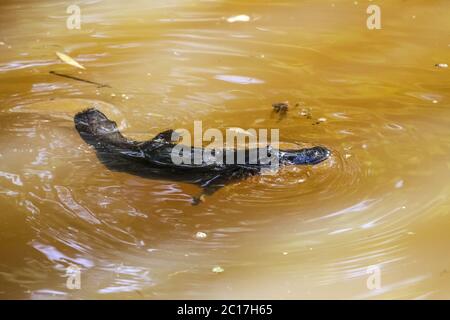 Platypus nageant à la surface d'un ruisseau, Yungaburra, Atherton, Queensland, Australie Banque D'Images