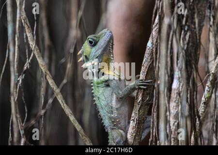 Gros plan d'un dragon de la forêt de Boyds montant un figuier de rideau, Atherton Tablelands, Queensland, A Banque D'Images