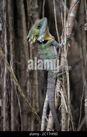 Gros plan d'un dragon de la forêt de Boyds montant un figuier de rideau, Atherton Tablelands, Queensland, A Banque D'Images