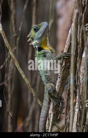 Gros plan d'un dragon de la forêt de Boyds montant un figuier de rideau, Atherton Tablelands, Queensland, A Banque D'Images